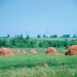 أكوام التبن