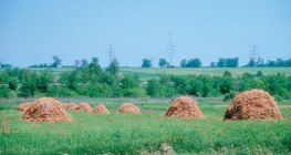 أكوام التبن