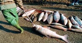 السمك الميت بعد تسرب مادة السيانيد في نهر التيسا عام 2000