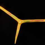 شويكات الإسفنج (Leuconia solida)