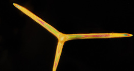 شويكات الإسفنج (Leuconia solida)