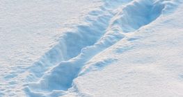 آثار أقدام في الثلج