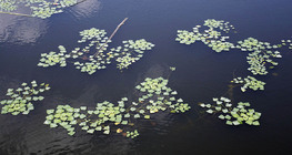 كستناء الماء