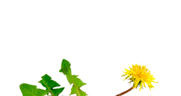 طرخشقون مخزني