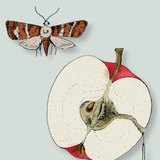 فراشة التفاح