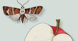 فراشة التفاح