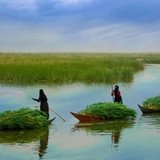 اهوار البصرة