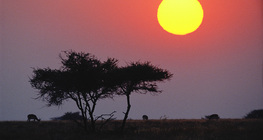 شروق الشمس فوق السافانا