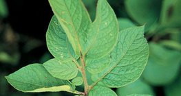 ورقة البطاطا