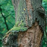 تعفن الشجرة