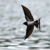 سنونو المخازن