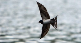 سنونو المخازن