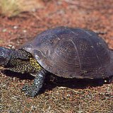 سلحفاة البرك