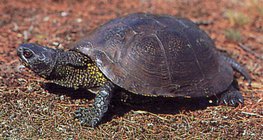 سلحفاة البرك