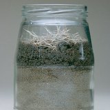 أداة التجارب المستخدمة لملاحظة ديدان الأرض