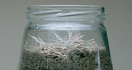 أداة التجارب المستخدمة لملاحظة ديدان الأرض