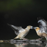 بلابل زيتونية