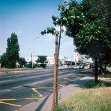 شجرة مزروعة بالقرب من الرصيف