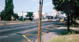 شجرة مزروعة بالقرب من الرصيف