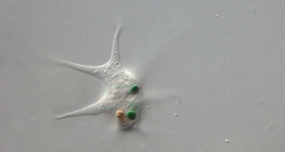 الأميبا العملاقة تلتهم البكتيريا