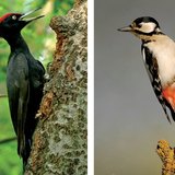 Black woodpecker and great spotted woodpecker