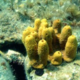 اسفنج مع هيكل من كربونات الكالسيوم