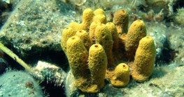 اسفنج مع هيكل من كربونات الكالسيوم