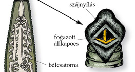 Orvosi pióca