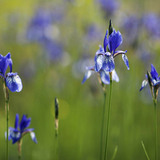 السوسن السيبيري