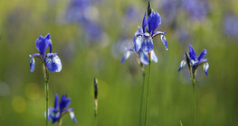 السوسن السيبيري