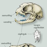 A házi macska és a kutya koponyája, fogazata