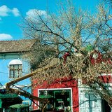 تشذيب الاشجار