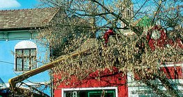 تشذيب الاشجار