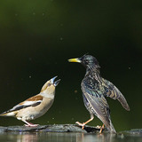 بلبل زيتوني و زرزور أوروبي