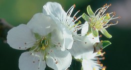 زهر شجر الخوخ