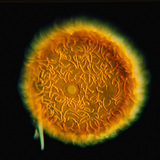 الاسفنج البحيري