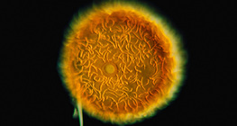 الاسفنج البحيري