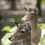 Red deer