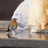 أبو الحناء الأوروبي