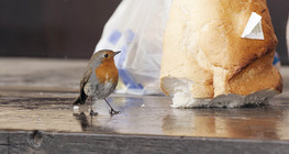 أبو الحناء الأوروبي