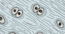 نسيج غضروفي