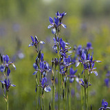 السوسن السيبيري