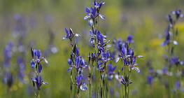 السوسن السيبيري