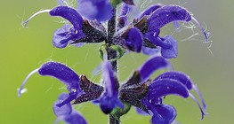 القصعين الطبي