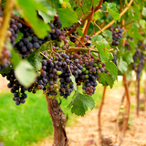عنب