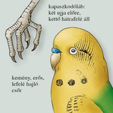 A hullámos papagáj csőre és lába