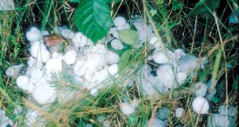 بعد عاصفة البرد