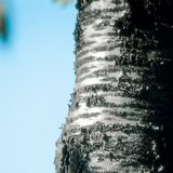 حاء شجرة الكرز