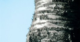 حاء شجرة الكرز