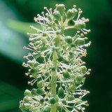 أزهار العنب